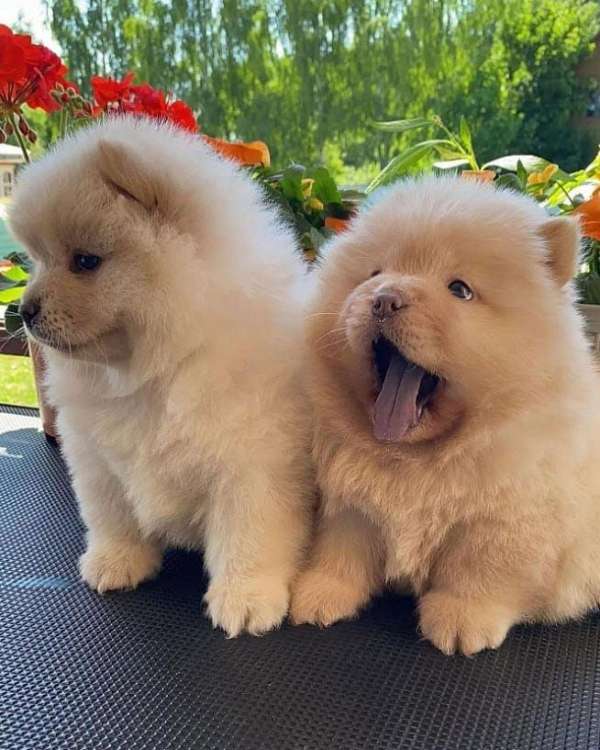 male-female-chow