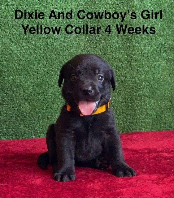 double-coated-labrador-retriever