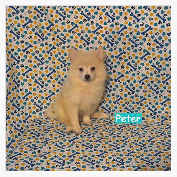 male-biscuit-white-double-coated-pomimo