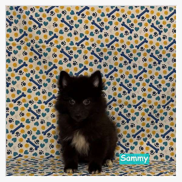 black-double-coated-pomimo
