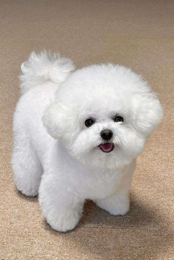 white-bichon-frise
