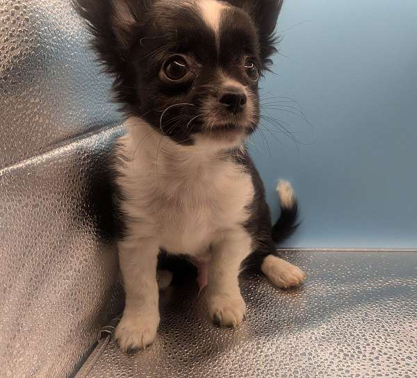 black-tick-small-chihuahua