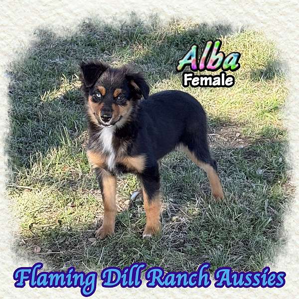 double-coated-mini-australian-shepherd