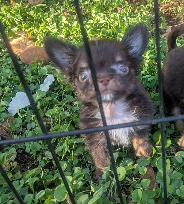 chocolate-tan-teacup-dog
