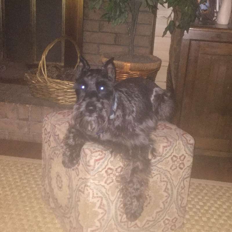 Puppies for Sale in Mississippi