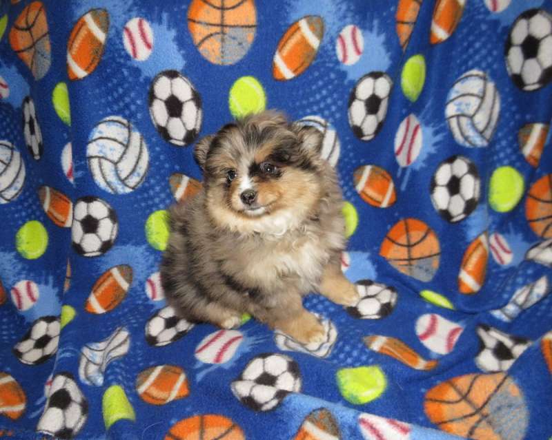 Pomeranian Puppies for Sale in Indiana