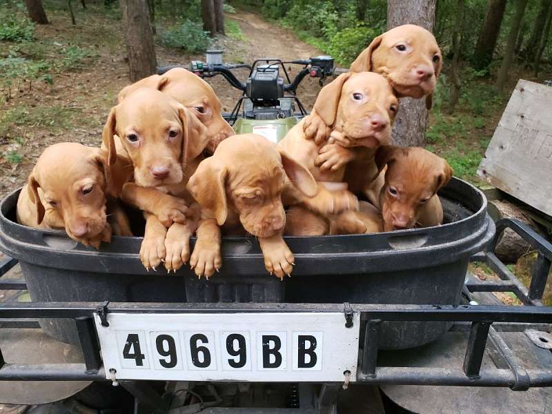 43 HQ Pictures Vizsla Puppies For Sale In Pa / Sydney | Purebred, healthy Hungarian Vizsla puppy for sale