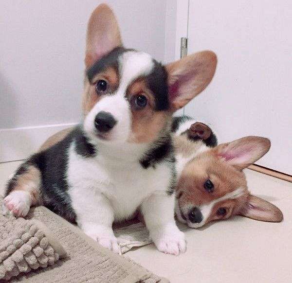 Puppies for Sale in South Carolina