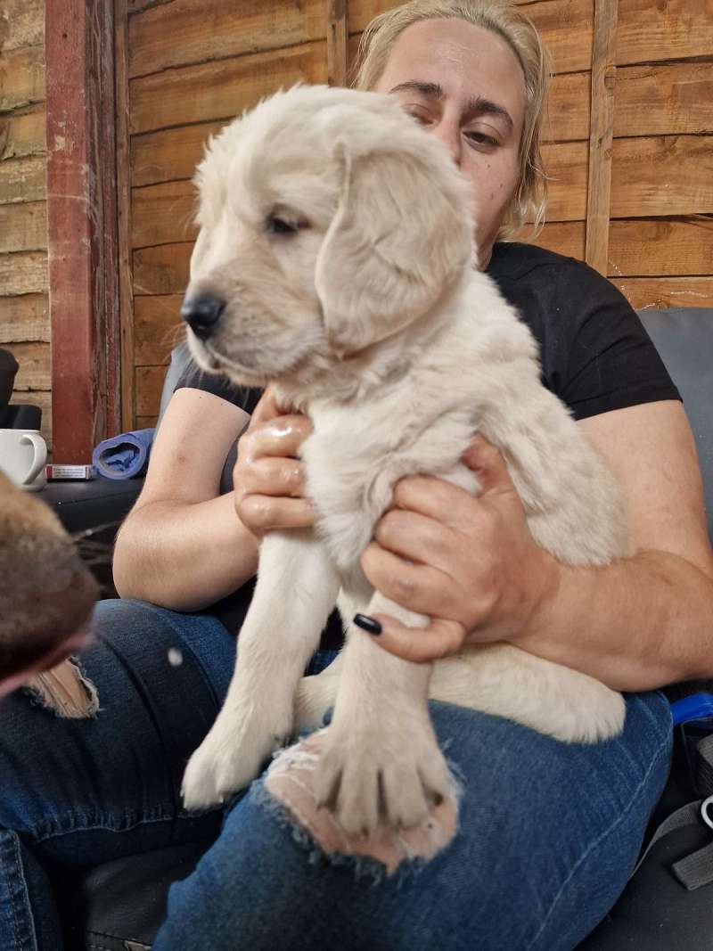 Dogs in Houston Texas