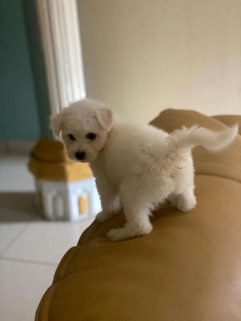 Hypoallergenic Puppies for Sale in Texas