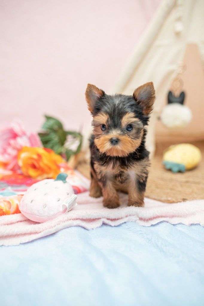 Yorkie Puppies for Sale in Texas