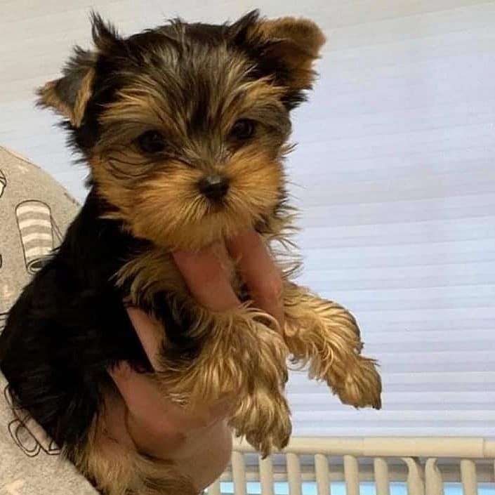 teacup yorkshire terriers for rehoming near me        <h3 class=