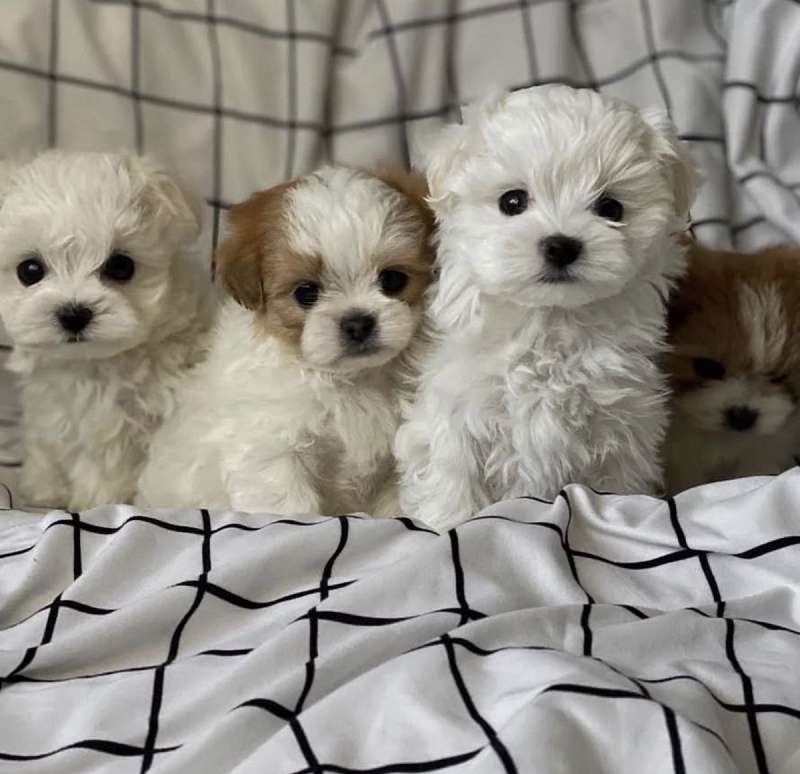 Puppies for Sale in Illinois
