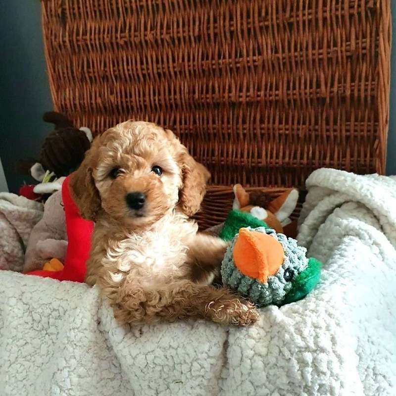 Brown Goldendoodle Puppies for Sale