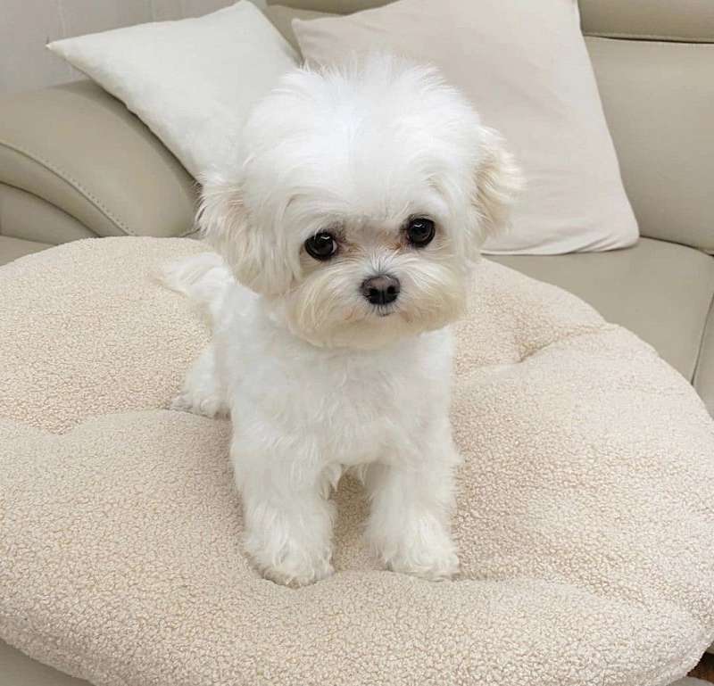 Hypoallergenic Puppies for Sale