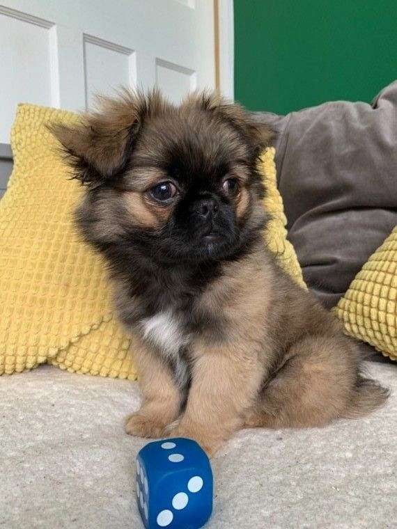 Pekingese Puppies for Sale