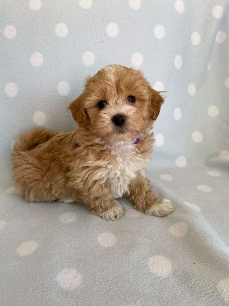 Teacup Puppies for Sale in Michigan