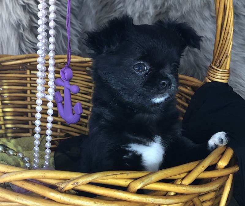Black Toy Dogs for Sale
