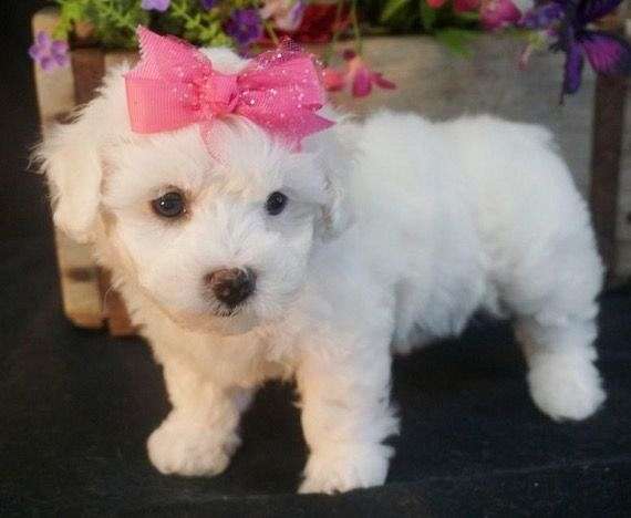 Pomeranian Puppies for Sale in Wisconsin