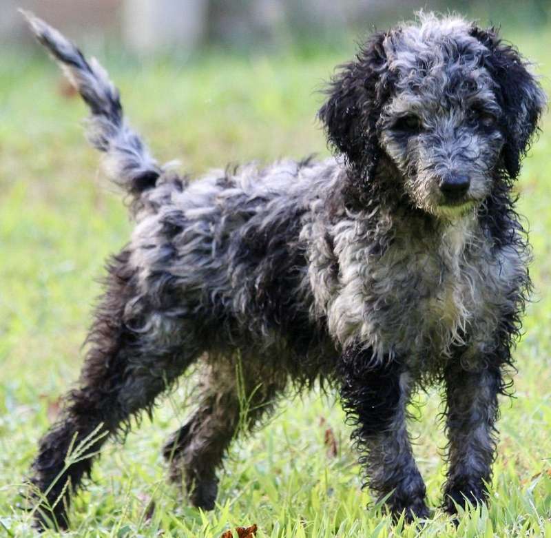 Tri Colored Goldendoodle Puppies for Sale