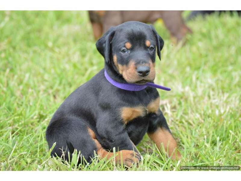 Doberman Puppies For Sale