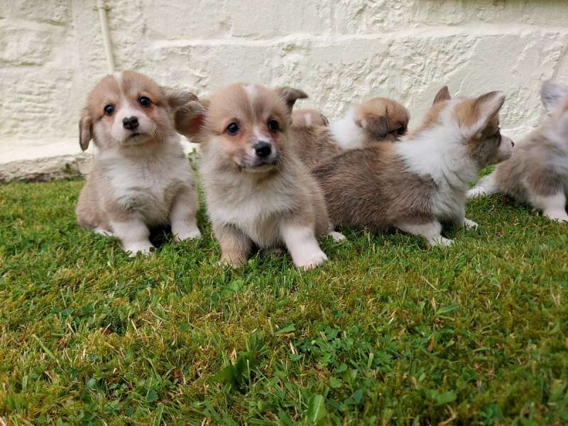 Corgi Puppies for Sale