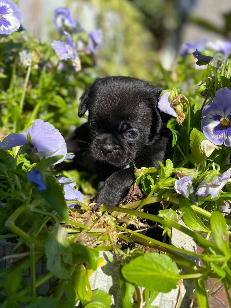 Pug Puppies for Sale in North Carolina
