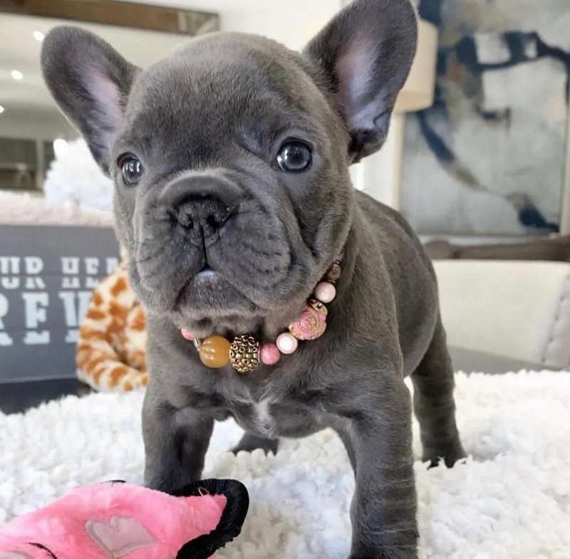 House Trained Puppies & Dogs for Sale