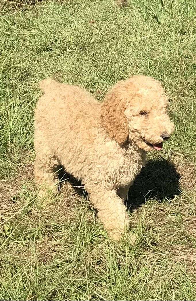 Big Dogs for Sale in Florida