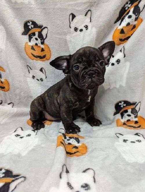 Puppies for Sale in New Jersey