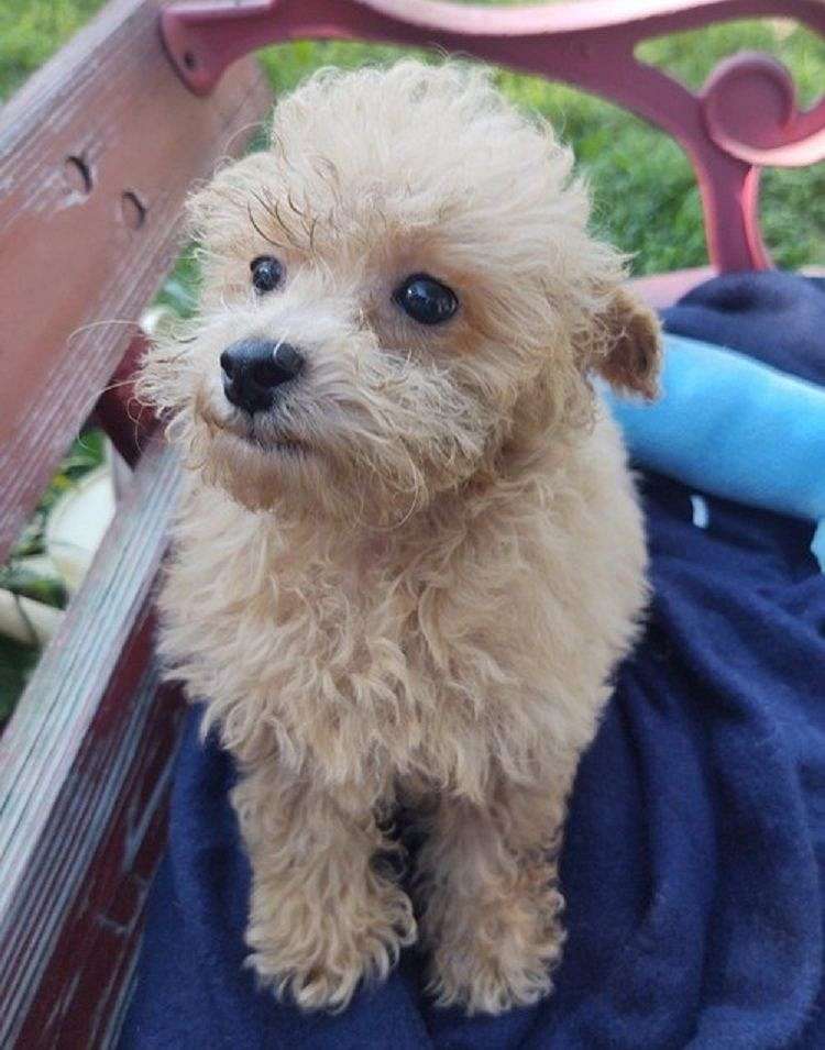 Toy Poodle Puppies for Sale in Oregon