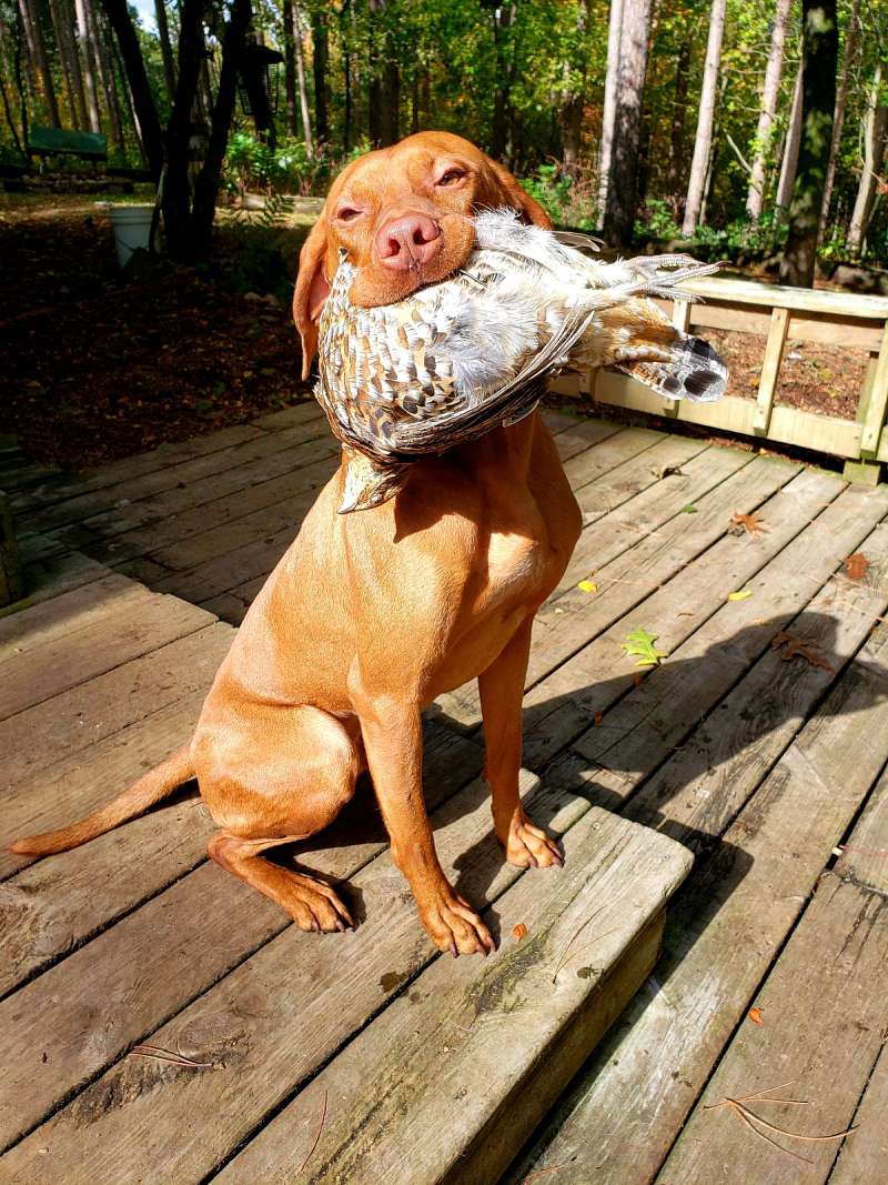 Rust Puppies for Sale