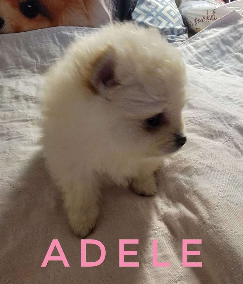 Small Puppies for Sale in Louisiana