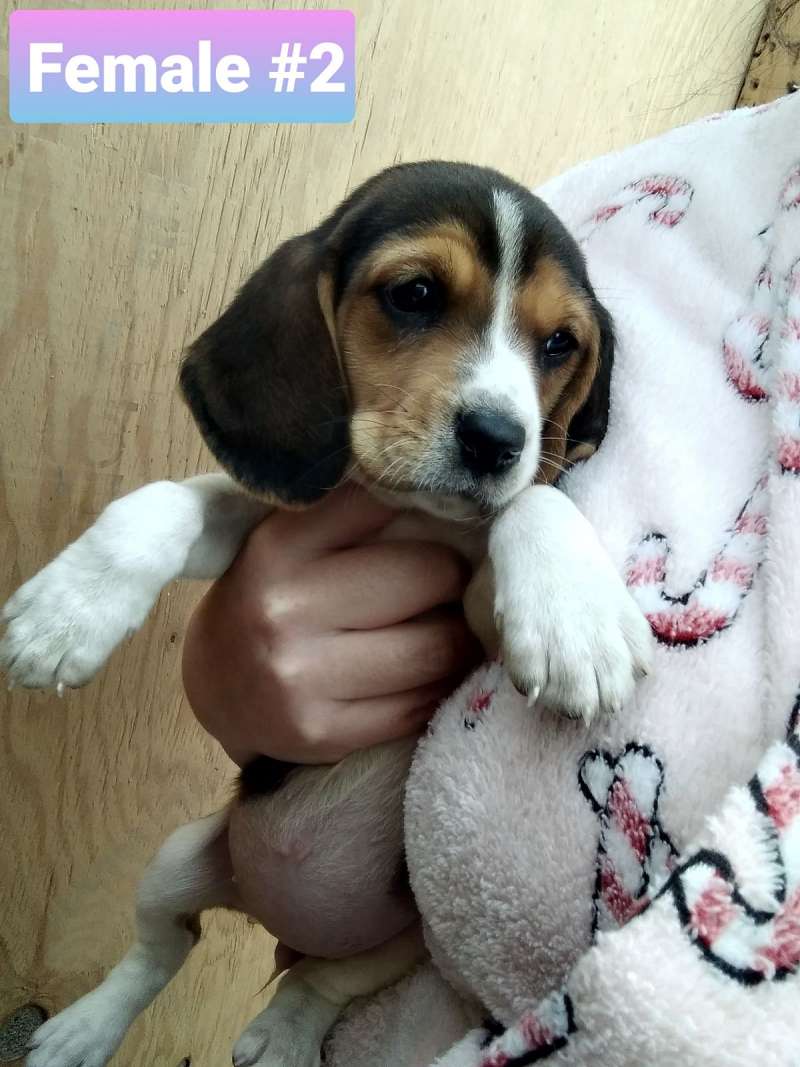 Beagle Puppies for Sale in California