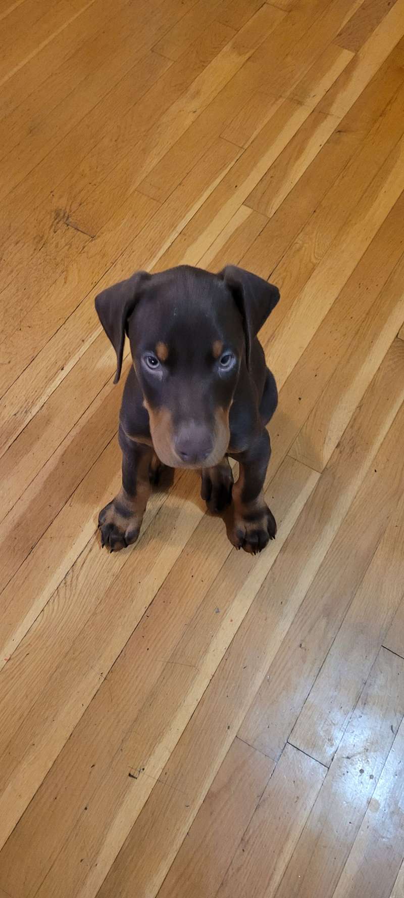 Dogs in Lowell Massachusetts