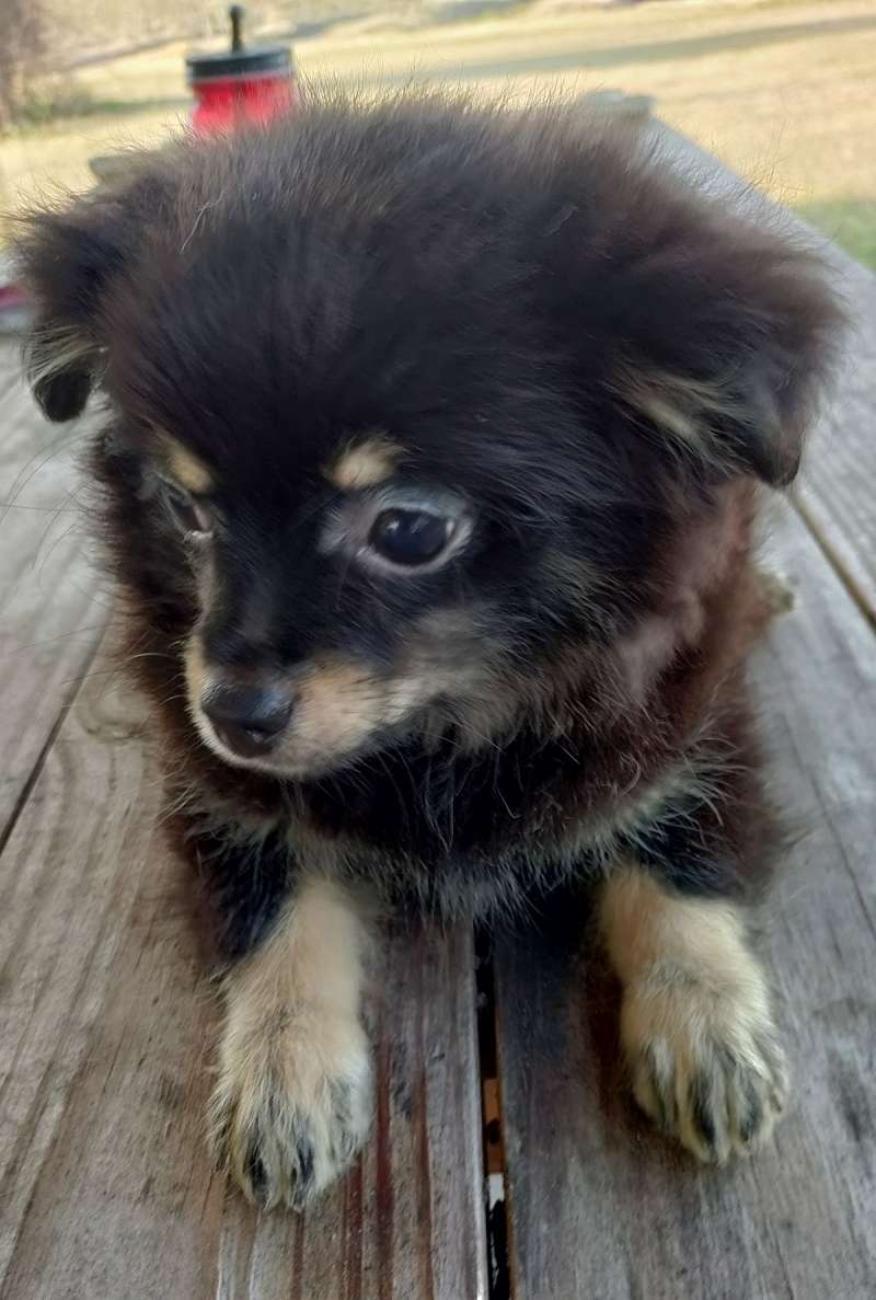 Pomchi Puppies for Sale