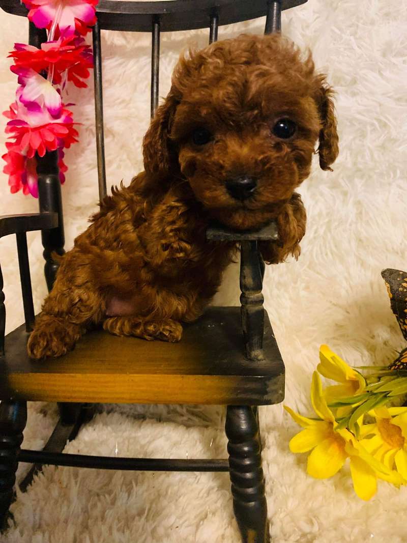 Red Toy Poodle Puppies for Sale