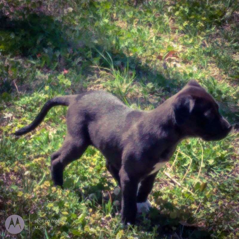 Dogs for Sale Under 200