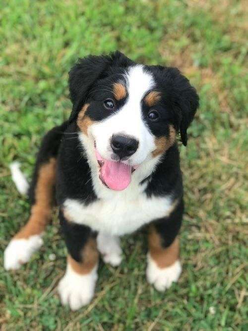 Female Bernese Mountain Dog Puppies for Sale