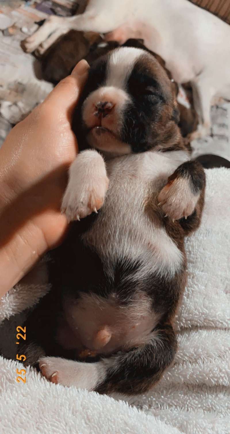 House Trained Puppies & Dogs for Sale