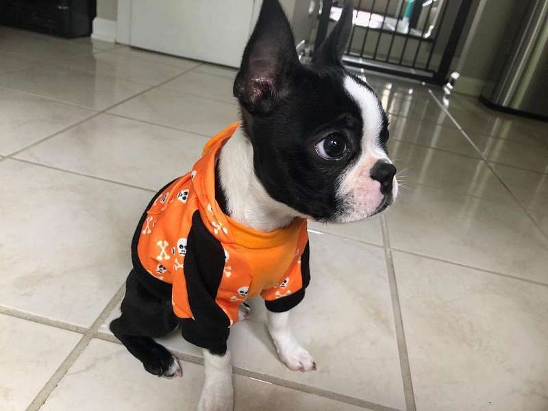 Yorkie Puppies for Sale in North Carolina