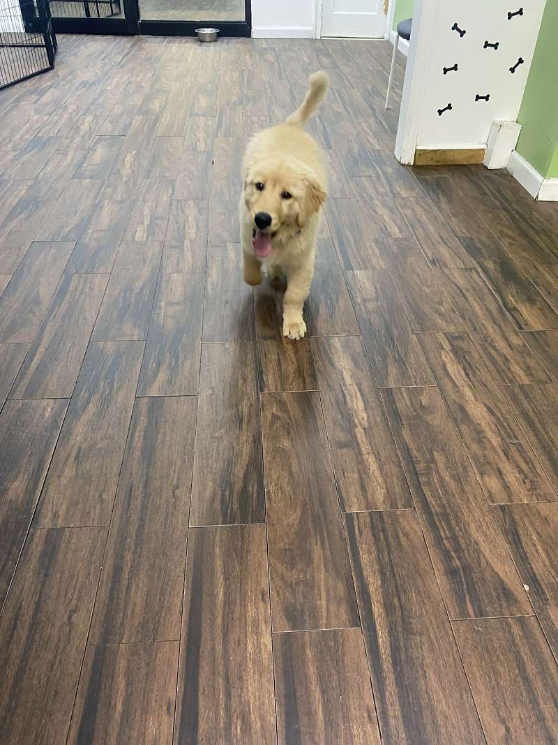 Medium Dogs for Sale