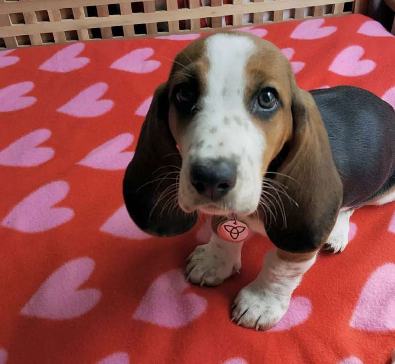 Basset Hound Puppies for Sale