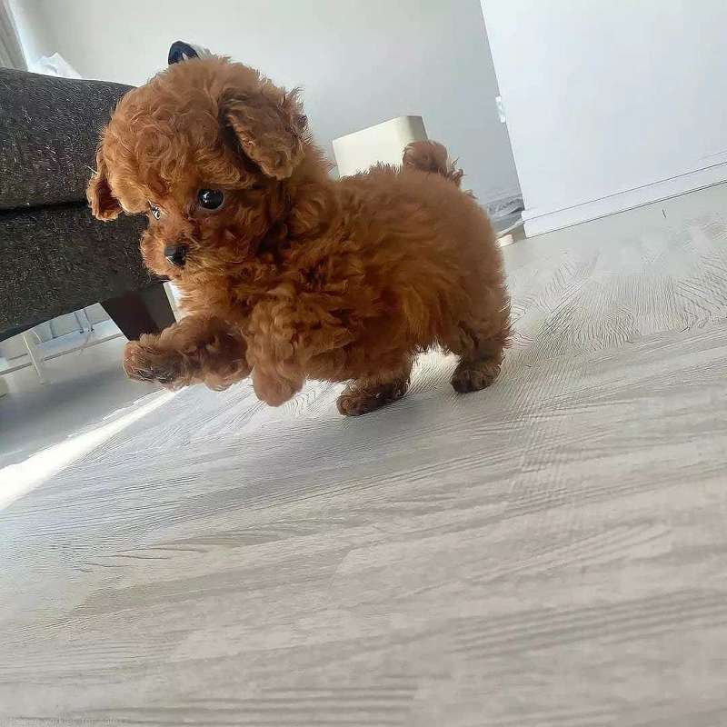 Toy Poodle Puppies for Sale in Florida