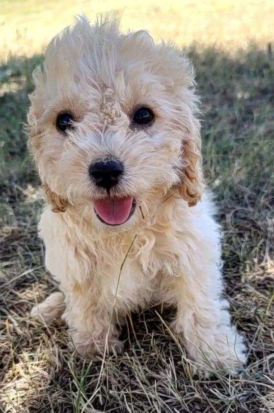 Dogs in Torrington Wyoming