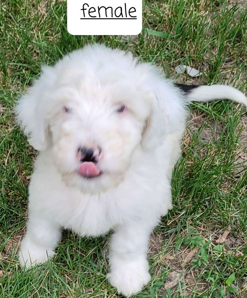 Puppies for Sale in Iowa