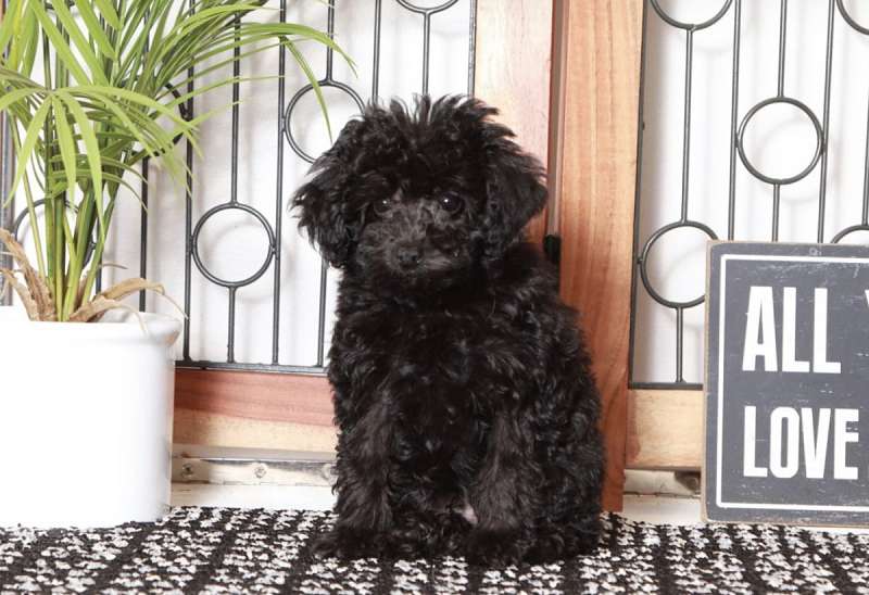 Miniature Poodle Puppies for Sale in Florida