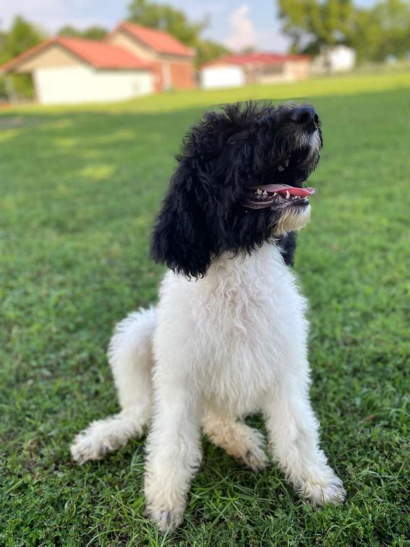 Puppies for Sale in Arkansas