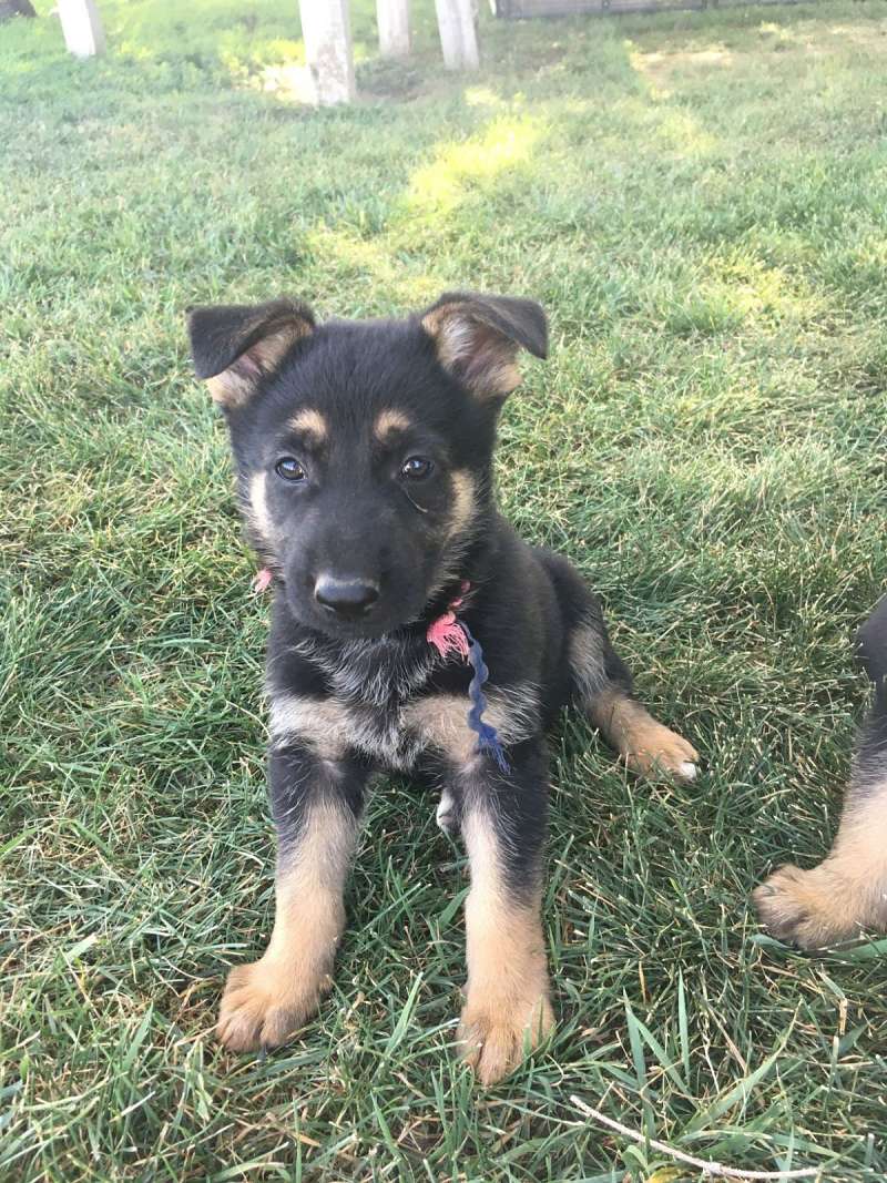 Black German Shepherd Puppies for Sale