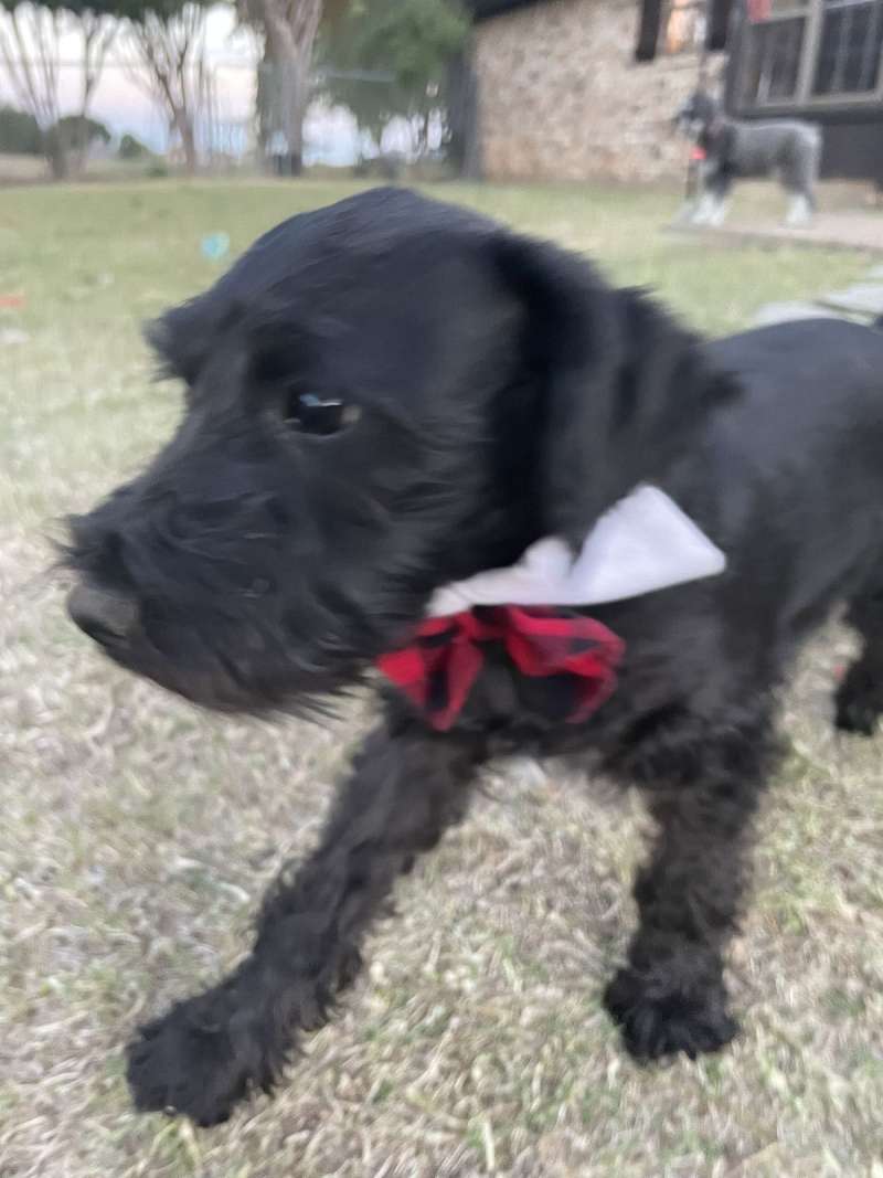 Miniature Schnauzer Puppies for Sale in Texas